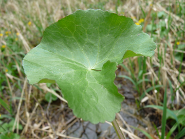 Feuilles basilaires possédant un limbe arrondi et crénelé porté par un long pétiole tandis que les supérieures sont sessiles. Agrandir dans une nouvelle fenêtre (ou onglet)